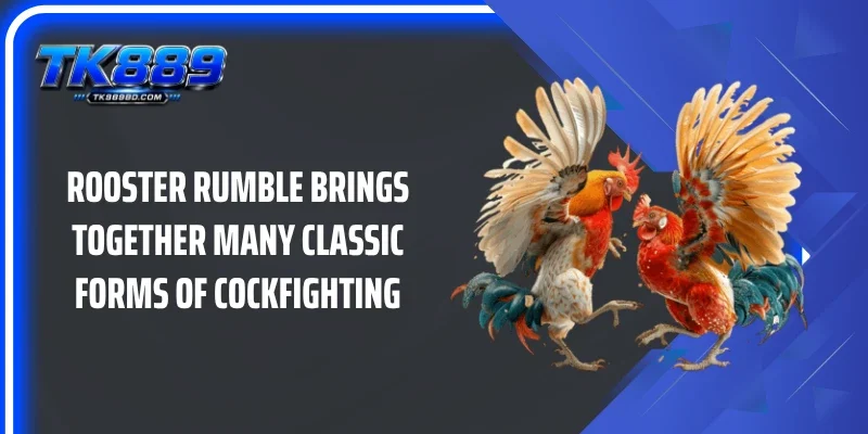 Rooster Rumble brings together many classic forms of cockfighting